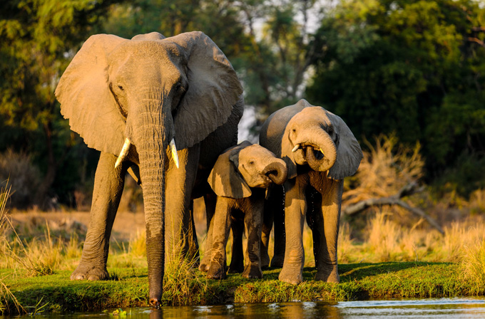 Masai-Mara