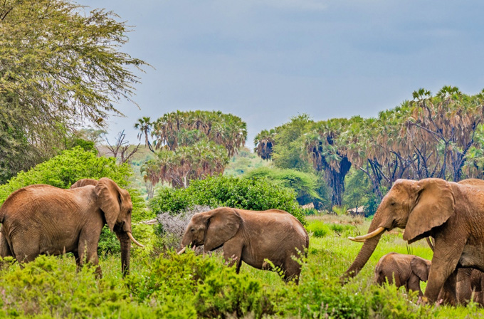 Samburu