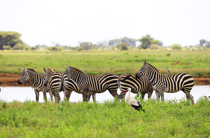 Tsavo