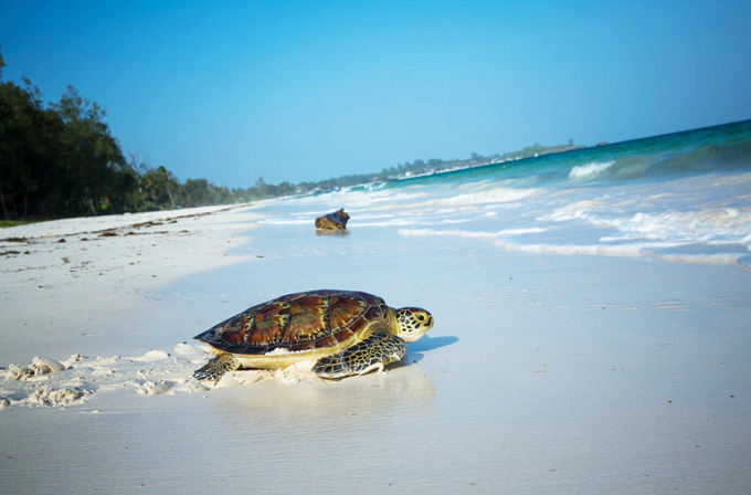 Watamu