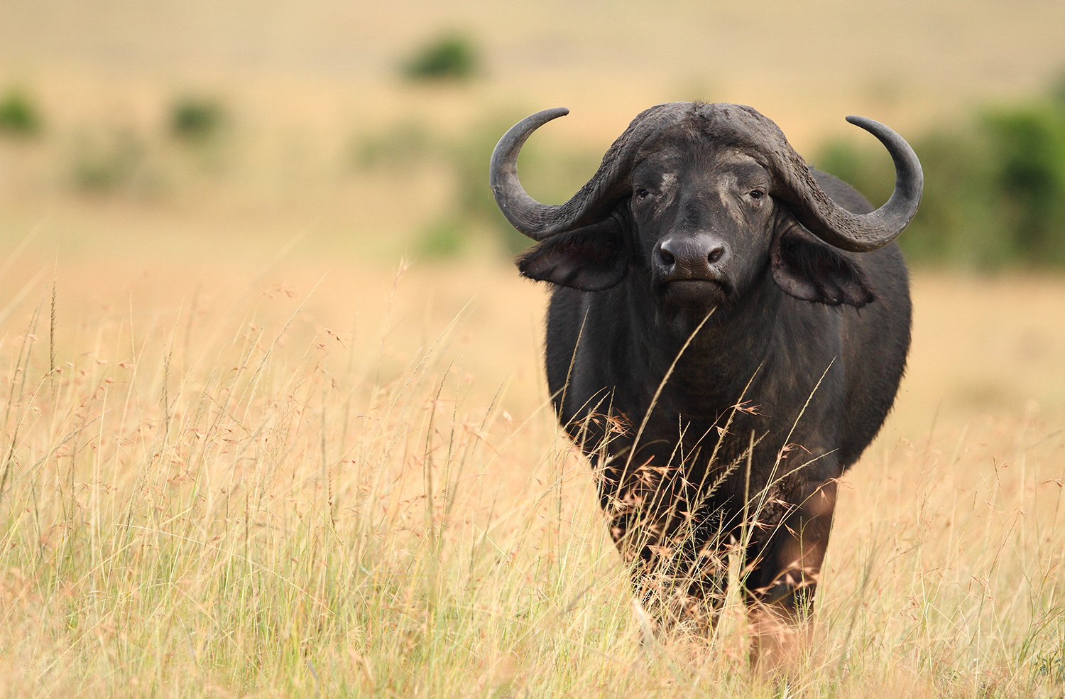 big-black-buffalo-fields-covered-with-tall-grass-captured-african-jungles