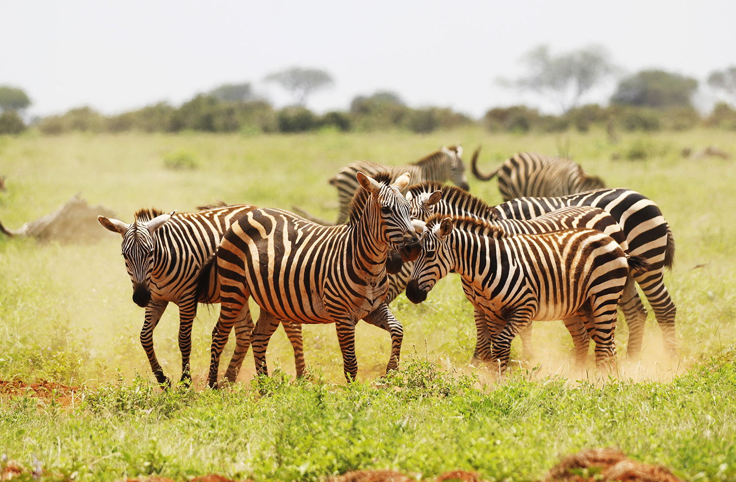 group-zebras-grazing-tsavo-east-national-park-kenya-africa
