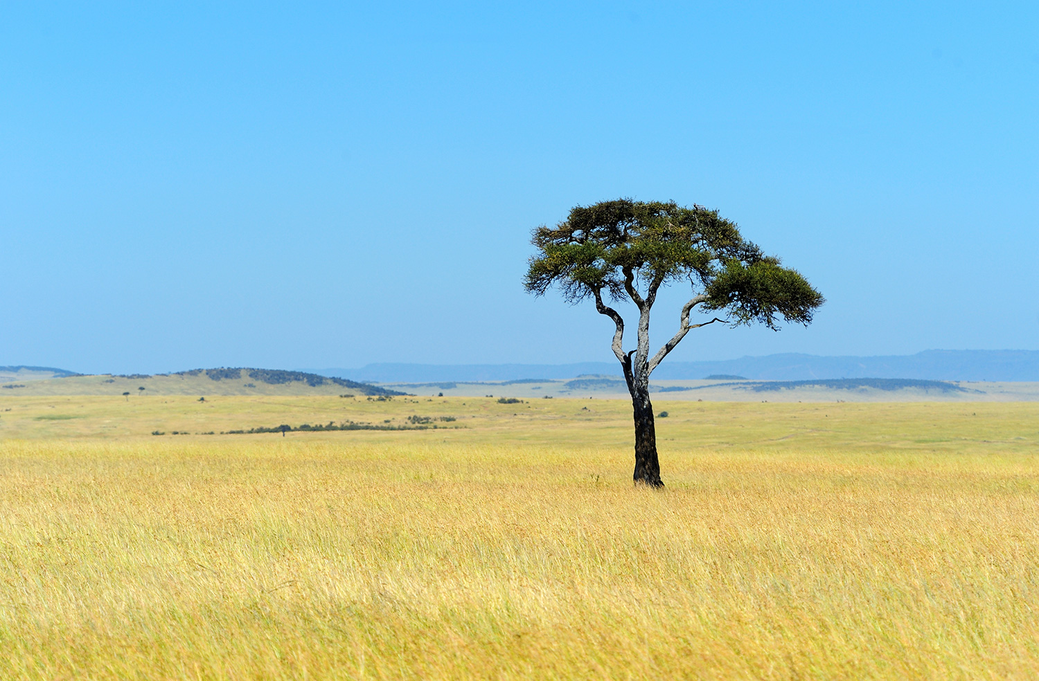 savannah-landscape-national-park-kenya