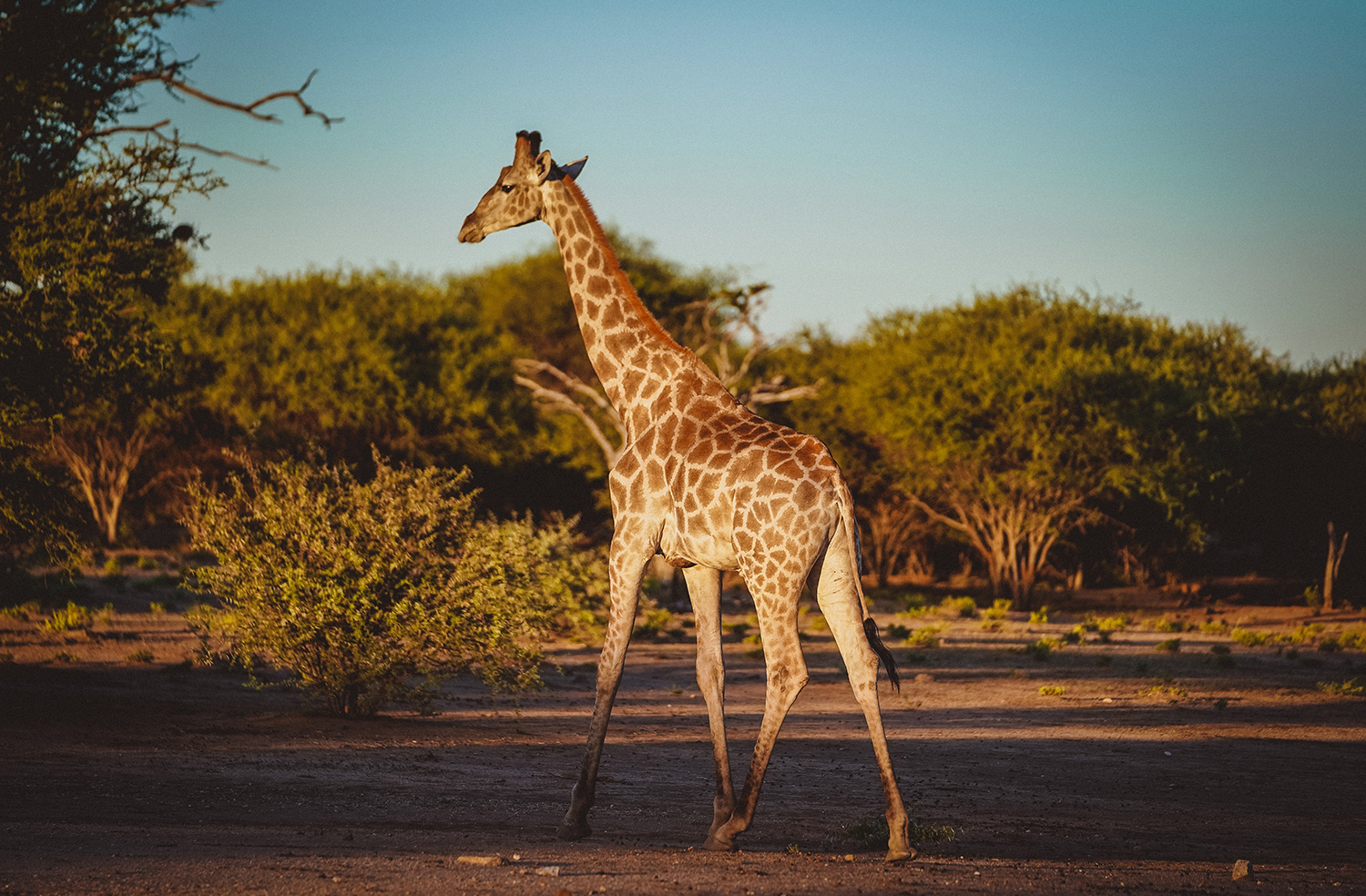 shot-cute-giraffe-field-with-short-trees-background