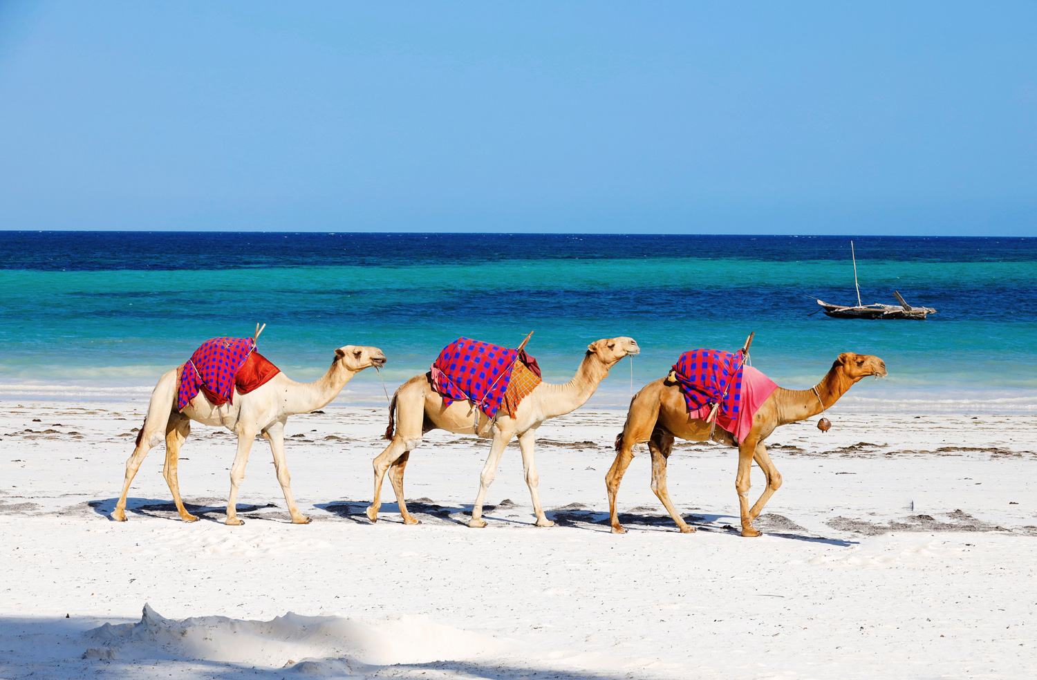 Camels
